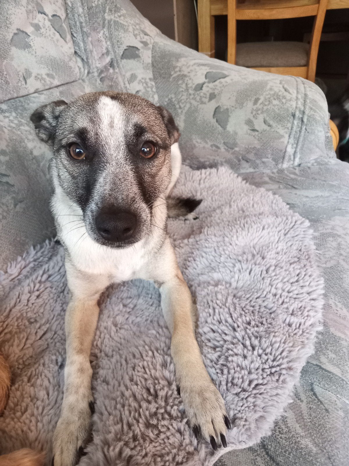 huisje gezocht, Dieren en Toebehoren, Particulier, 1 tot 2 jaar, Buitenland, Teef