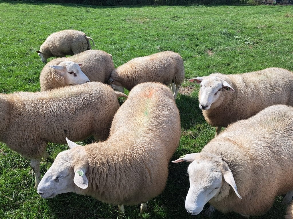 Swifter stamboekrammen 2026 – dekram zwoegervrij, Dieren en Toebehoren, Schapen, Geiten en Varkens, Mannelijk, Schaap, 0 tot 2 jaar
