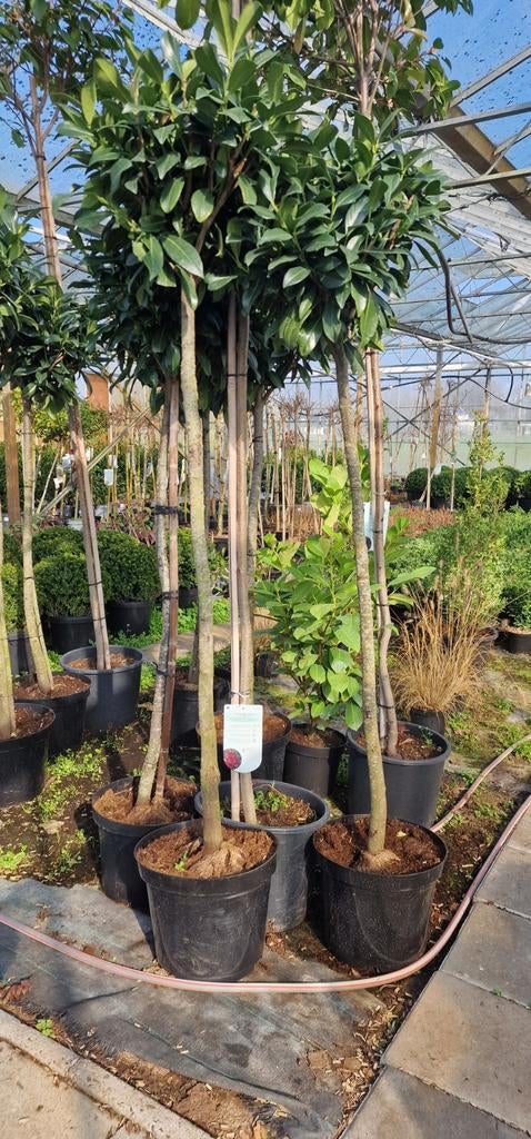Laurier bollen op stam - Prachtige groenblijvende bomen, Tuin en Terras, Planten | Bomen, Bloeit niet, 100 tot 250 cm, Ophalen