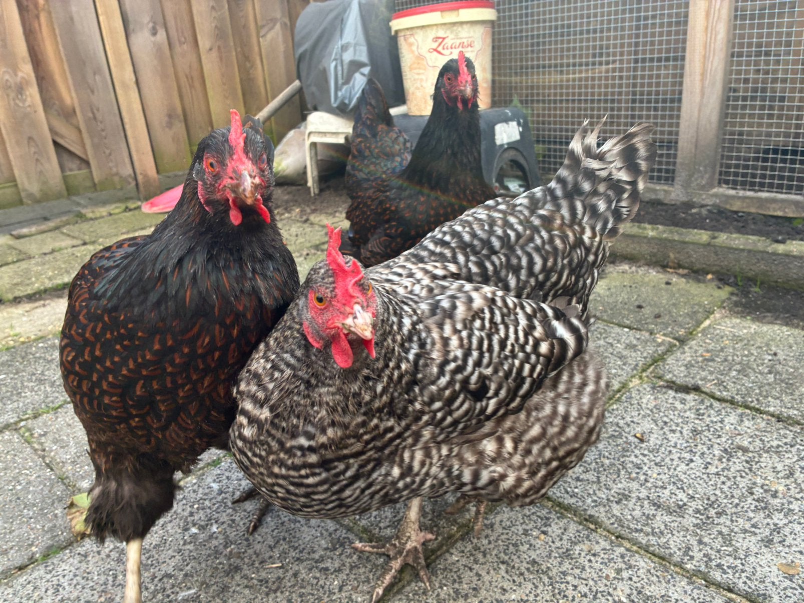3 Tamme Raskippen (eventueel met hok), Dieren en Toebehoren, Vrouwelijk, Kip