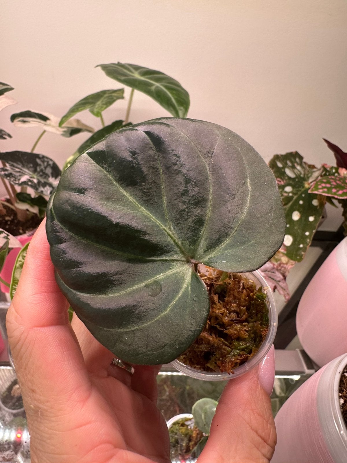 Anthurium kings of spades (KOS), Ophalen of Verzenden, Halfschaduw, Minder dan 100 cm
