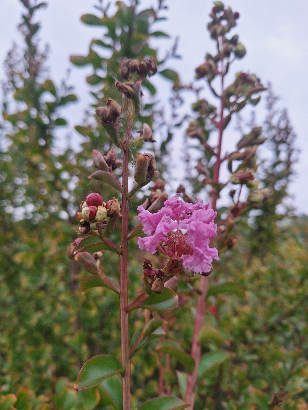lagerstroemia meerstam multistam, Ophalen, Gehele jaar, Volle zon