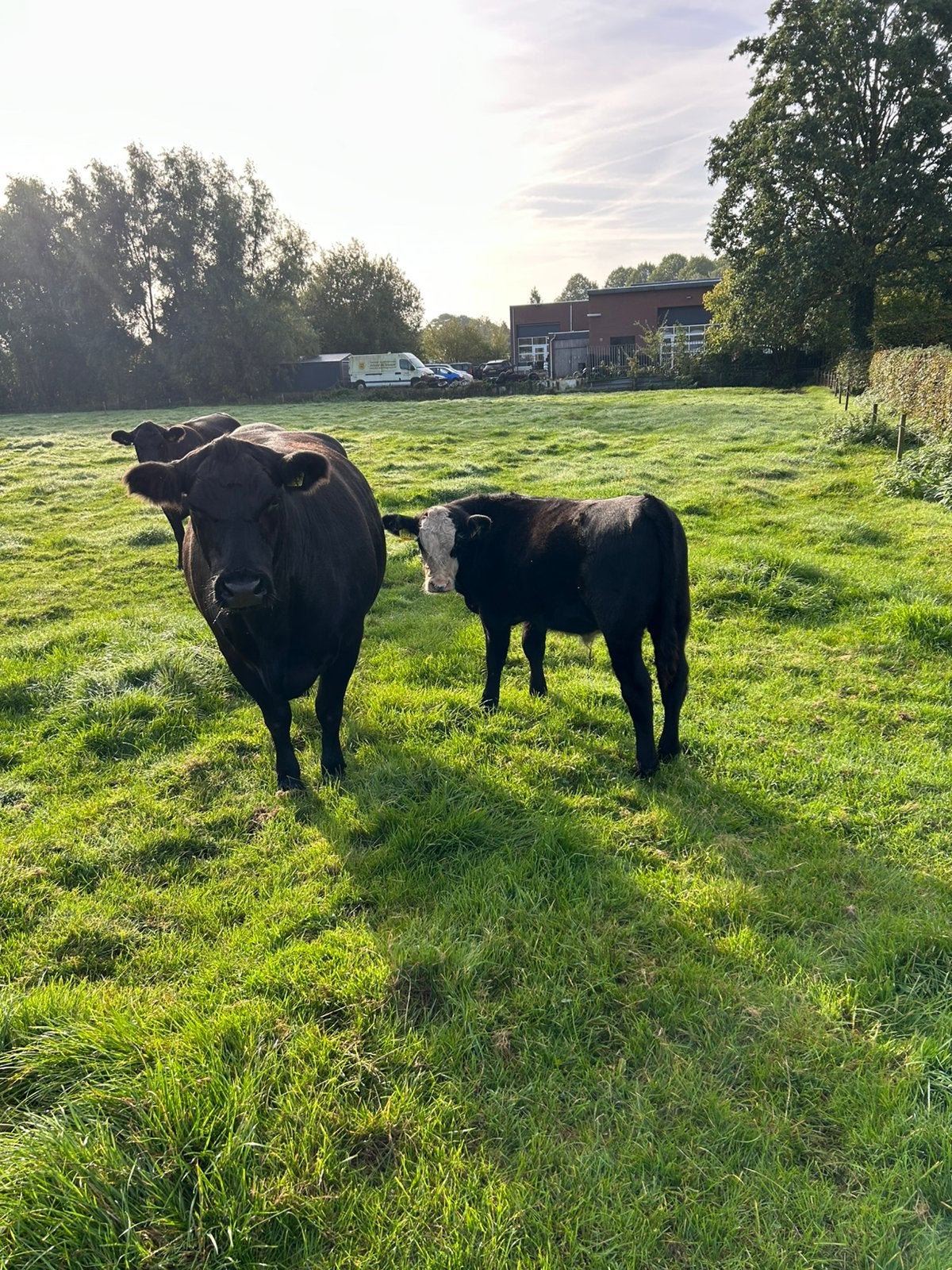 Te koop Aberdeen Angus koe met kalf