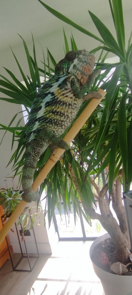 Furcifer pardalis, Dieren en Toebehoren, Reptielen en Amfibieën, Hagedis, Tam, 0 tot 2 jaar