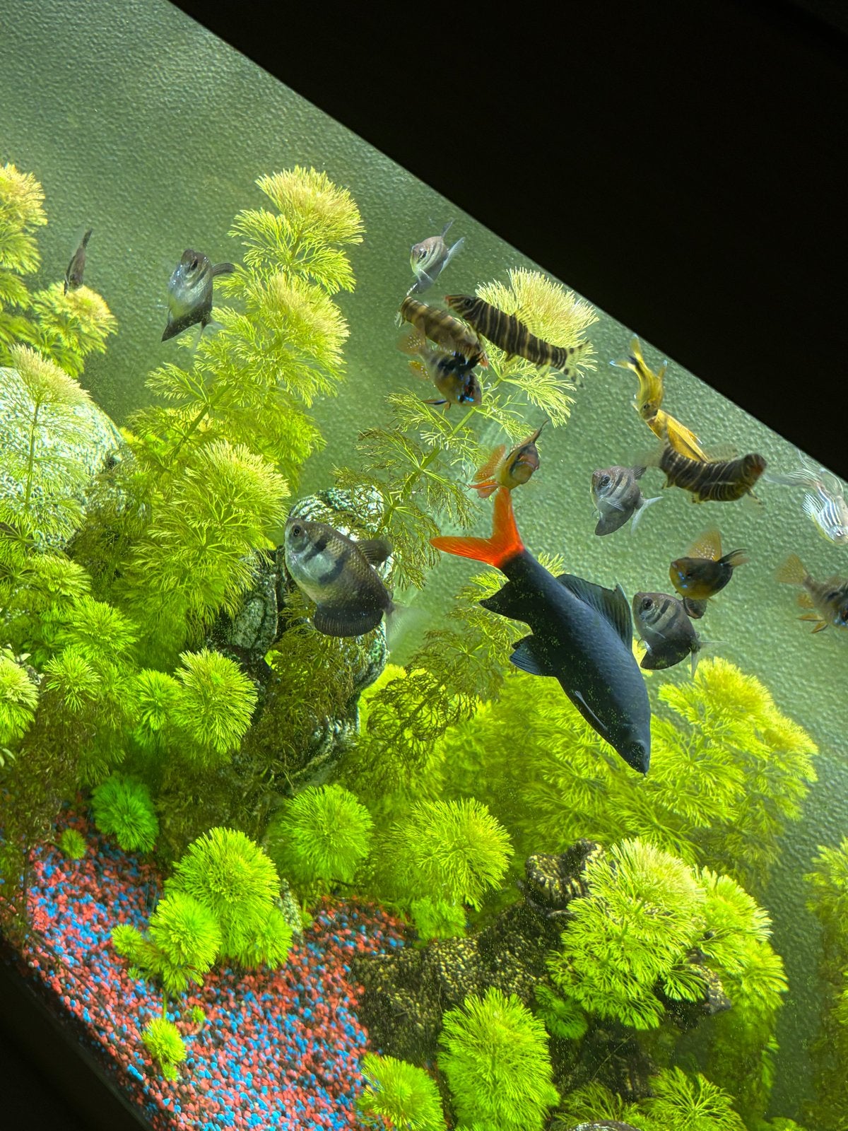 Aquarium juwel 240 liter, Dieren en Toebehoren, Ophalen, Gebruikt, Gevuld zoetwateraquarium, Inclusief vissen