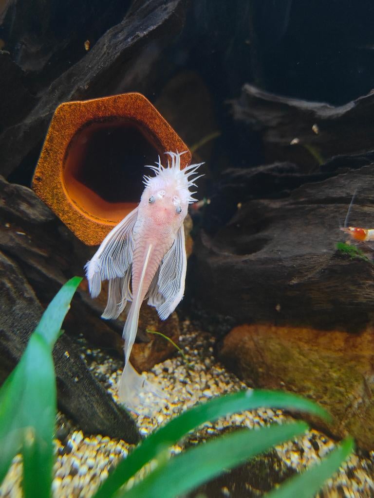 Ancistrus Snow White Longfin, Dieren en Toebehoren, Vis, Zoetwatervis