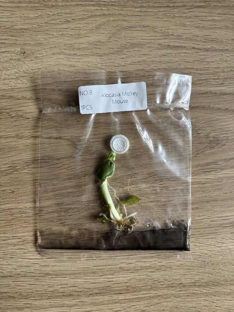 Alocasia Xanthosoma Mickey Mouse - Tissue Culture Plant (TC), Verzenden, Overige soorten, Halfschaduw, Minder dan 100 cm