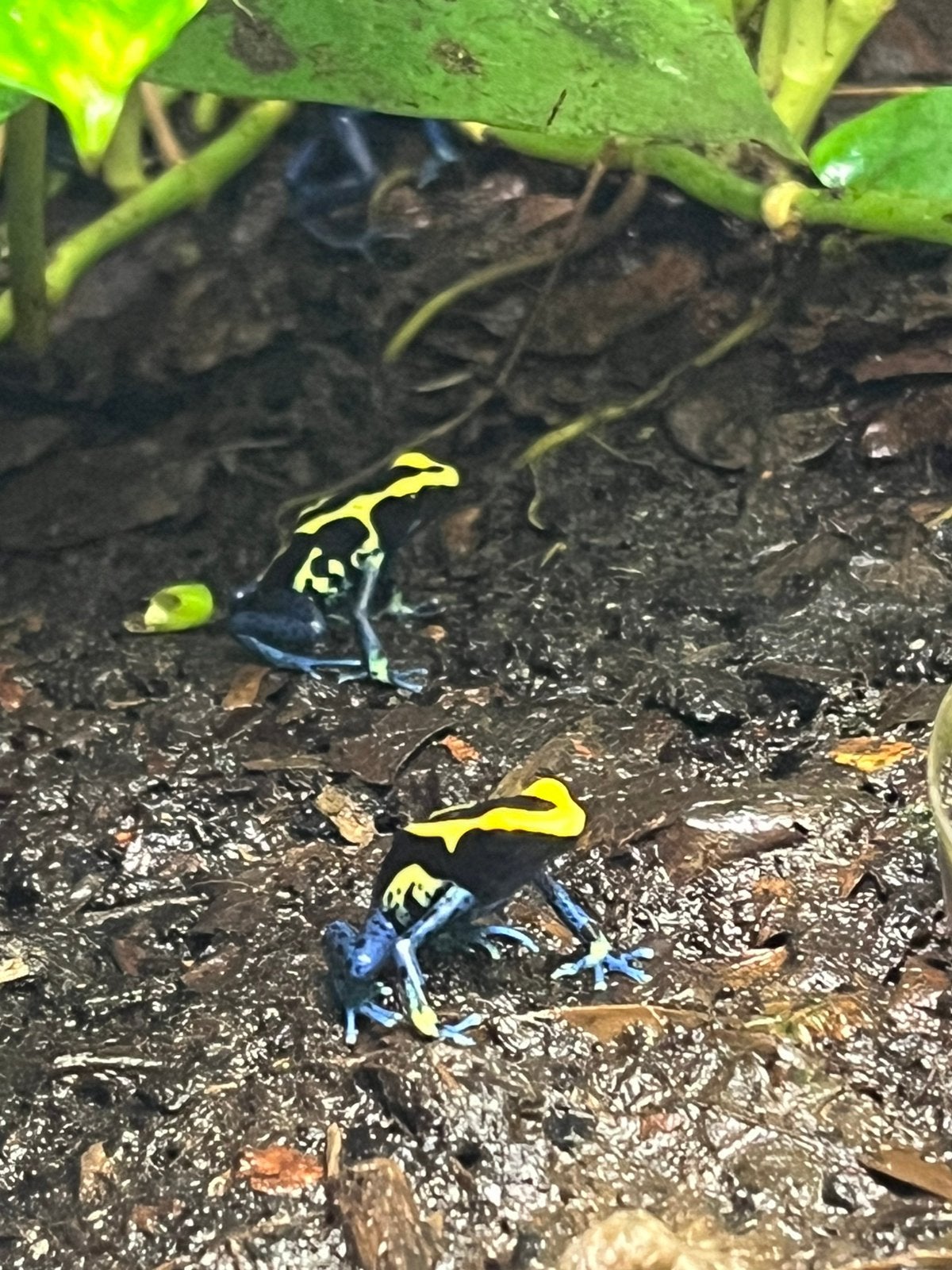 Dendrobates tinctorius cobalt, Dieren en Toebehoren, Amfibie, 0 tot 2 jaar