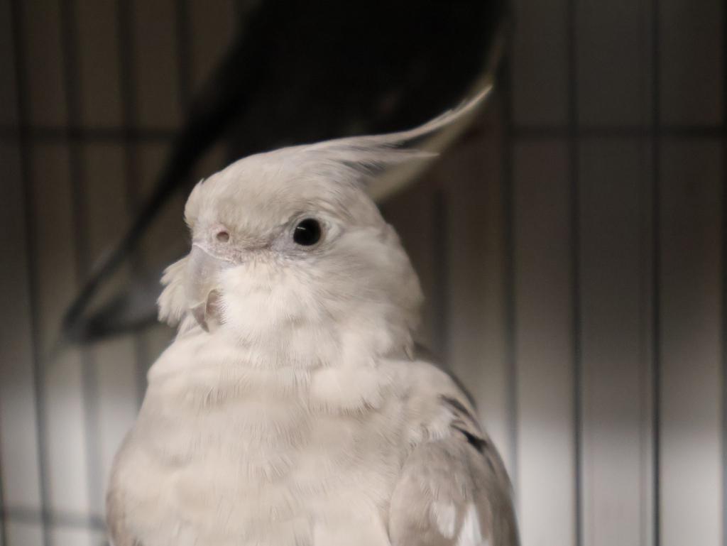 Diverse , parkietjes, papegaaitjes, Dieren en Toebehoren, Vogels | Overige Vogels, Meerdere dieren, Tropenvogel, Geringd