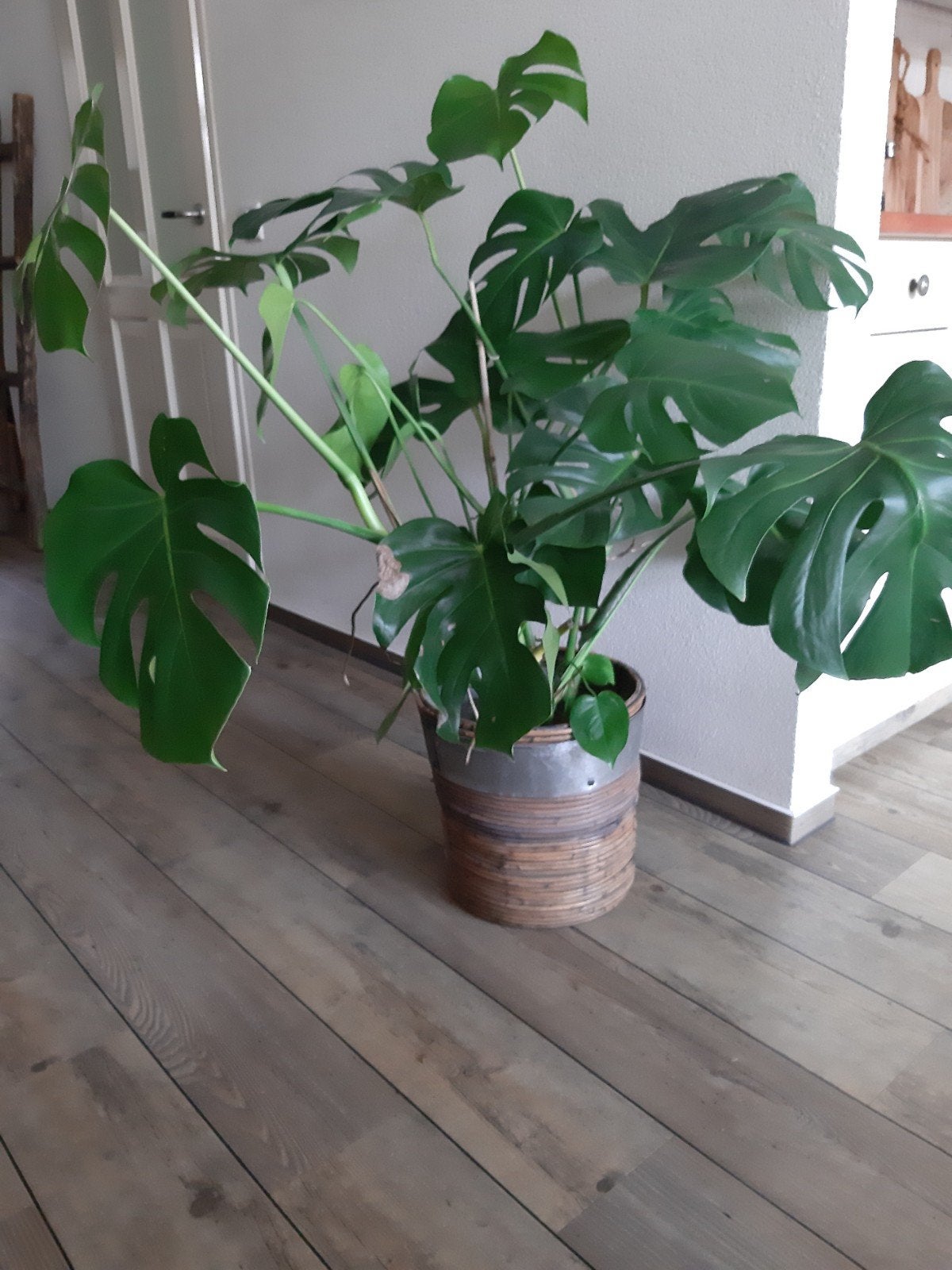 prachtige kamerplant, Bloeiende kamerplant, Ophalen, Halfschaduw, Minder dan 100 cm