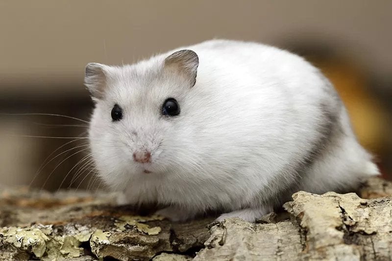 Gezocht! Tamme russische dwerghamster, Dieren en Toebehoren, Knaagdieren, Hamster, Juni, Geslacht onbekend, Tam