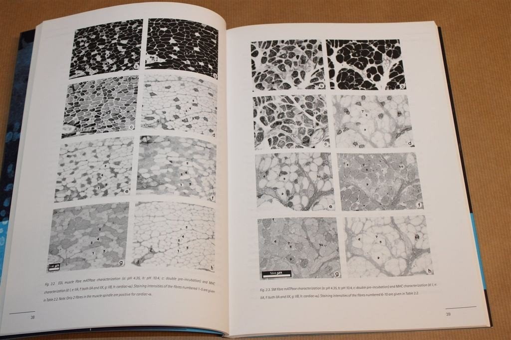 The Stapedius Muscle of the Rat — Medisch Proefschrift [EN], Boeken, Ophalen of Verzenden, Gelezen, Natuurwetenschap