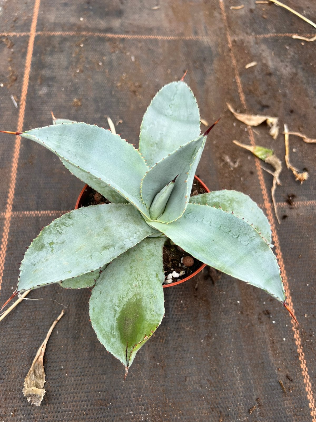 Agave dragon toes pot12cm, Ophalen of Verzenden, Bloeit niet, Overige soorten, Volle zon