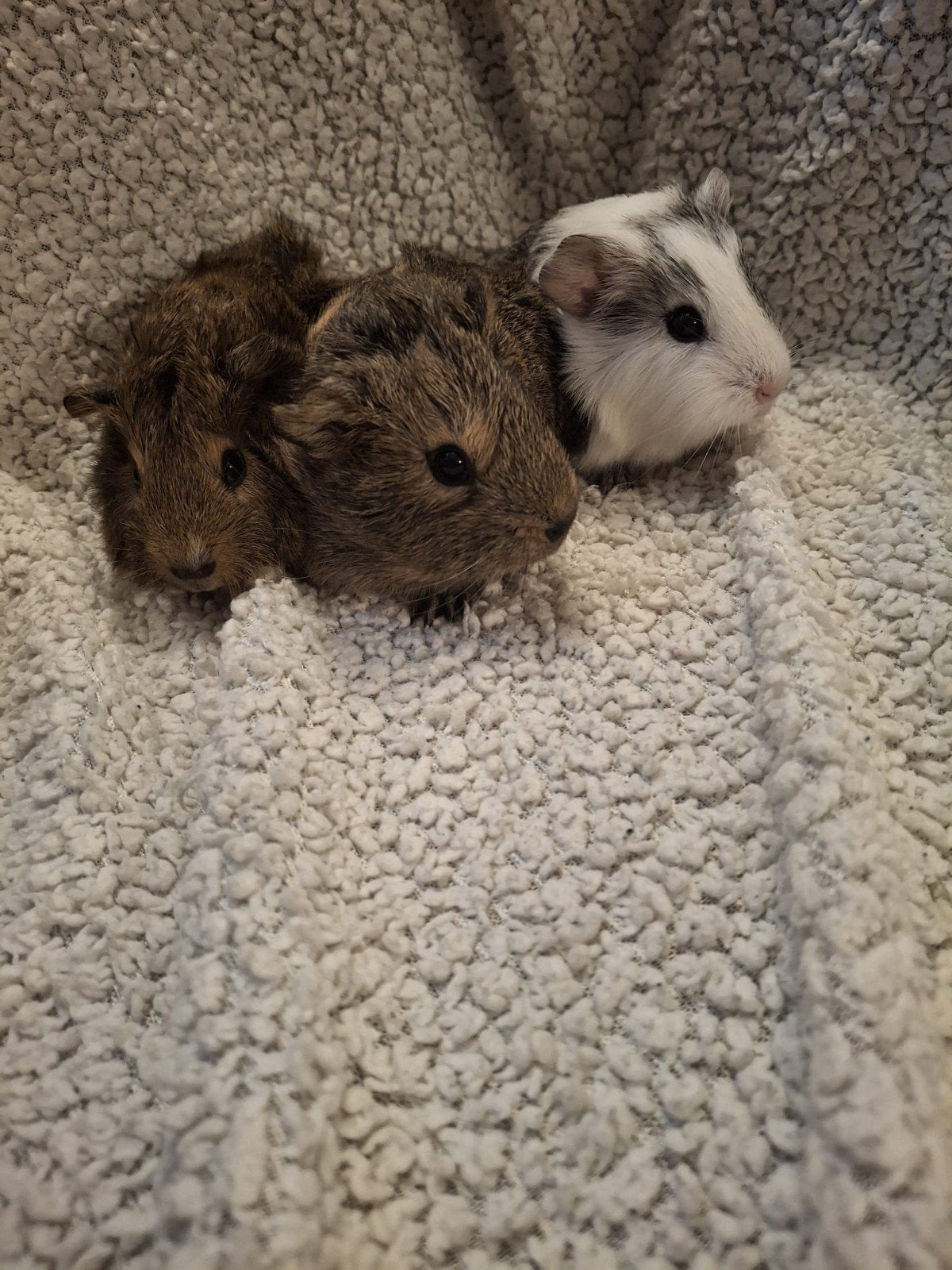nestje superschattige cavia's, Dieren en Toebehoren, Augustus, Meerdere dieren, Cavia