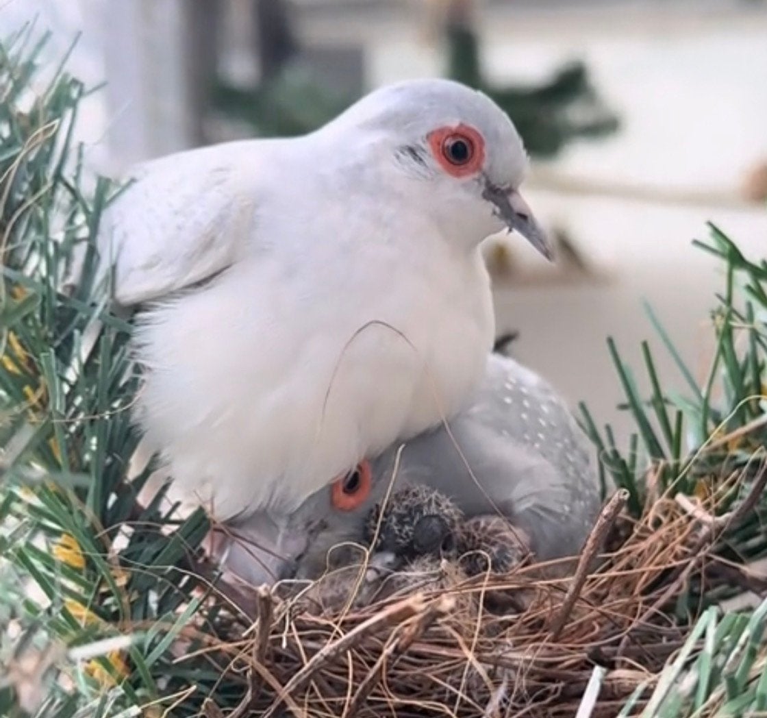 diamantduiven, Meerdere dieren