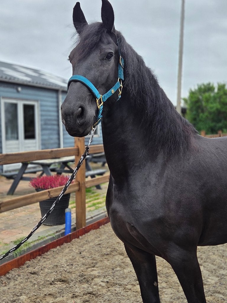FRIESE MERRIE TE KOOP, Dieren en Toebehoren, Merrie, Met stamboom, Dressuurpaard, 3 tot 6 jaar