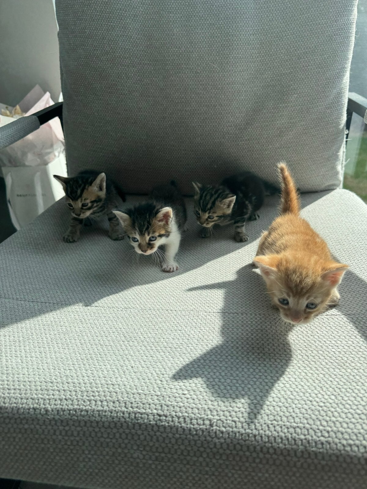 KITTENS TE KOOP, Dieren en Toebehoren, Meerdere dieren
