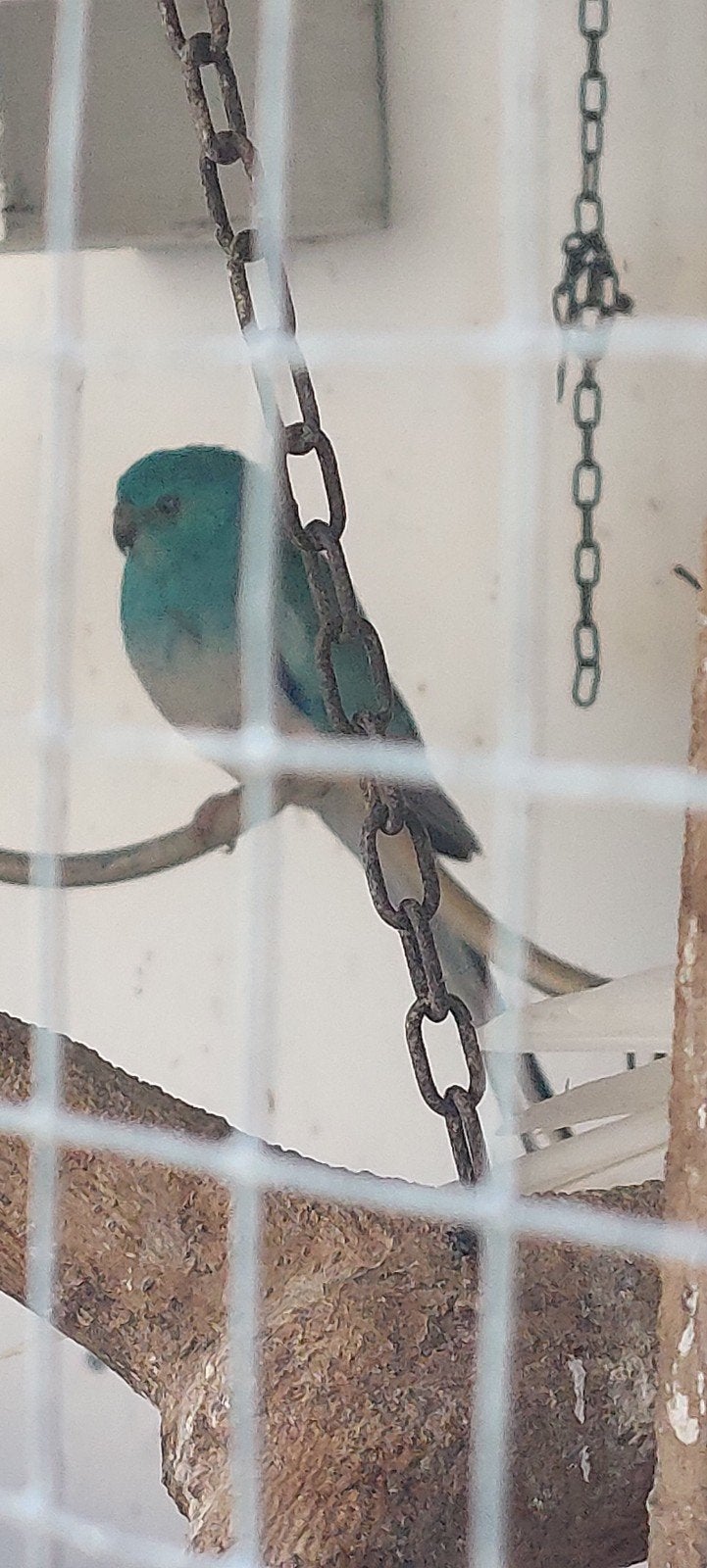 div soorten vogels ook witte rijstvogels volop keus, Meerdere dieren, Parkiet