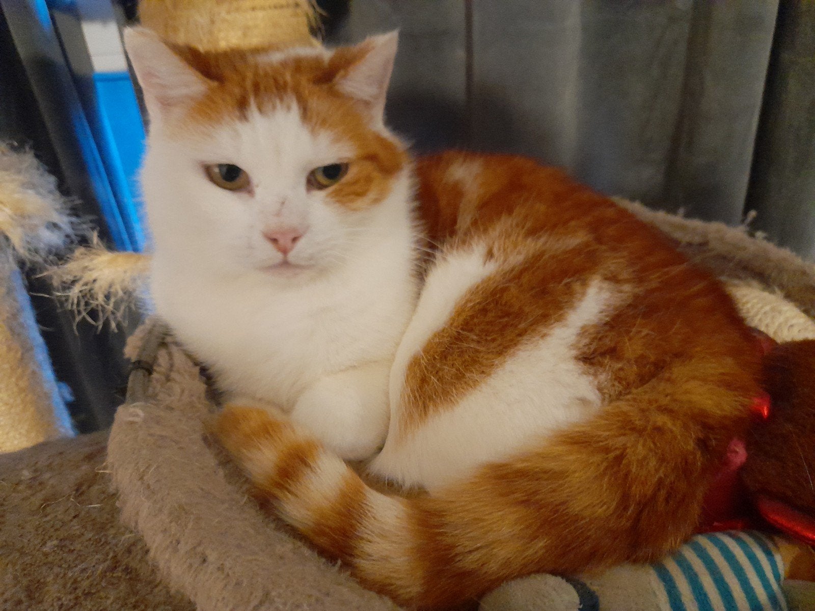 Janwillem zoekt een nieuw huisje..., Kater