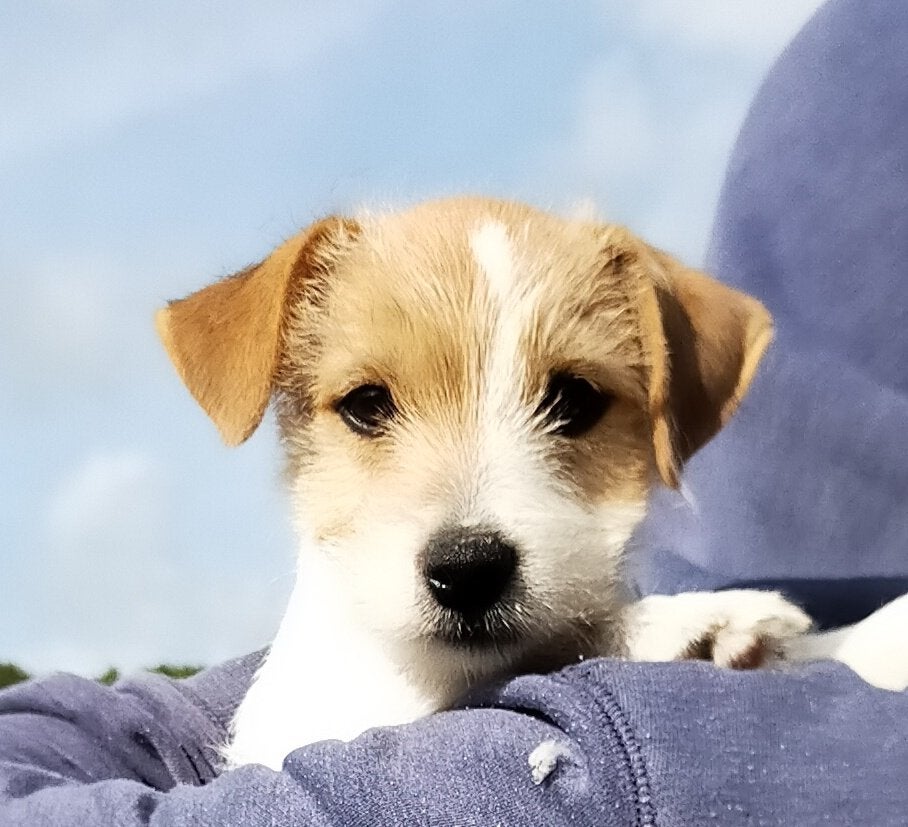 Jack russell pup MET STAMBOOM !!, Jack Russell Terriër, Reu, CDV (hondenziekte), 8 tot 15 weken