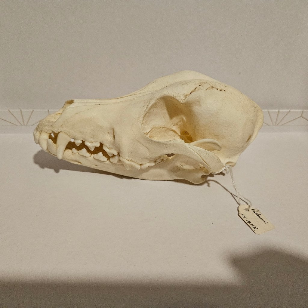 Teckel schedel taxidermy taxidermie opgezet opgezette, Ophalen of Verzenden, Zo goed als nieuw, Hond of Kat, Schedel