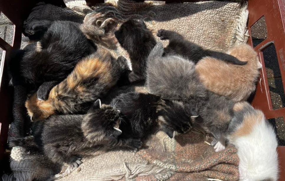 8 prachtige, lieve boerderijkittens, Dieren en Toebehoren, Katten en Kittens | Overige Katten, Meerdere dieren