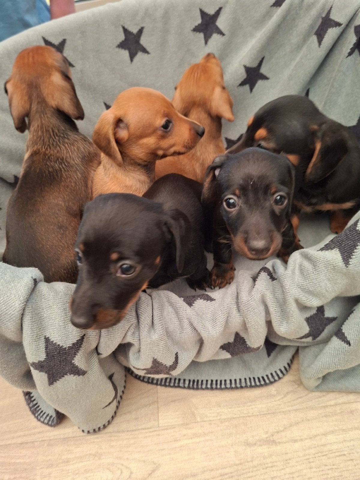 Kortharige dwergteckel pups verschillende kleuren., 8 tot 15 weken, Korthaar, Dwerg, CDV (hondenziekte)