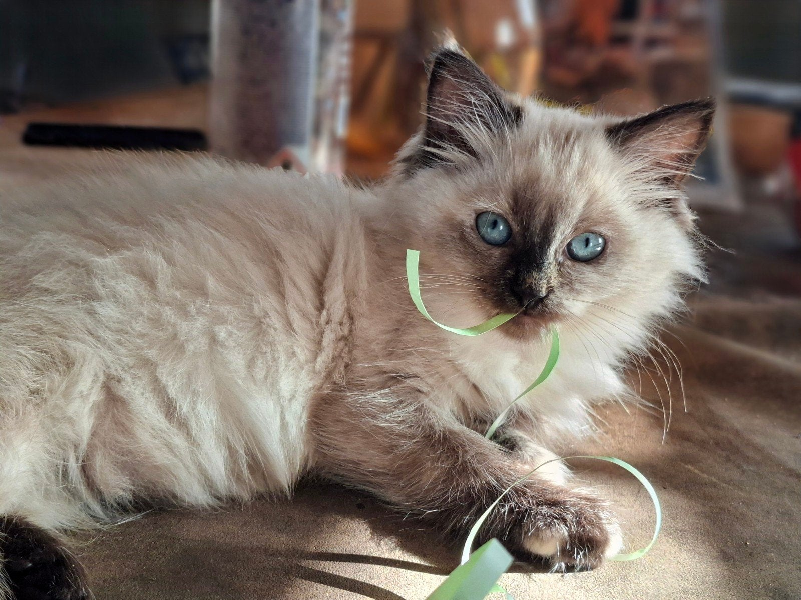 ️Unieke Mink Ragdoll Kittens!️, Meerdere dieren, Gechipt