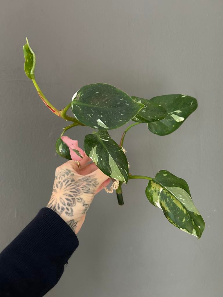 Philodendron white pricess tricolor, Huis en Inrichting, Kamerplanten, Ophalen of Verzenden, Halfschaduw, Minder dan 100 cm
