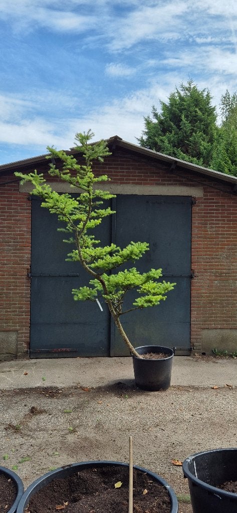 Lariks kaempferi, Volle zon, Lente, 250 tot 400 cm, Overige soorten