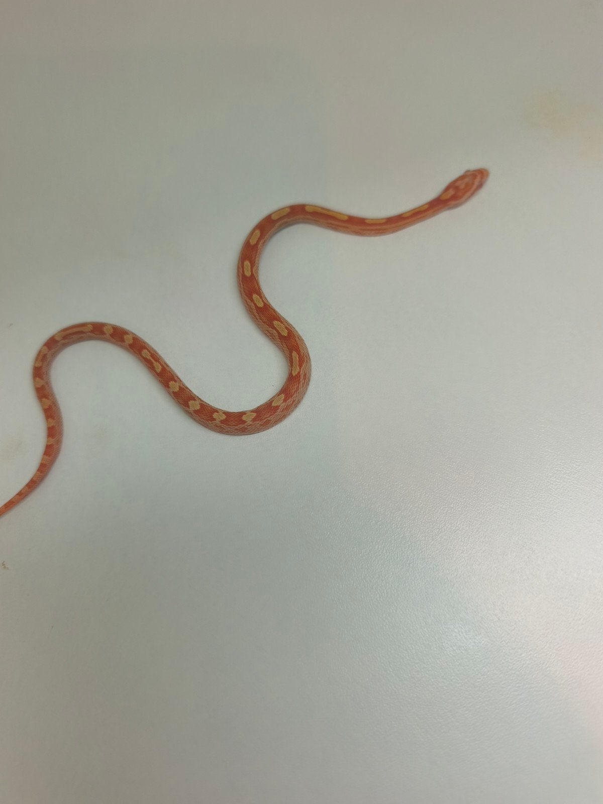 Jonge korenslangen te koop – diverse kleuren/patronen – eten Corn Snake photo 6