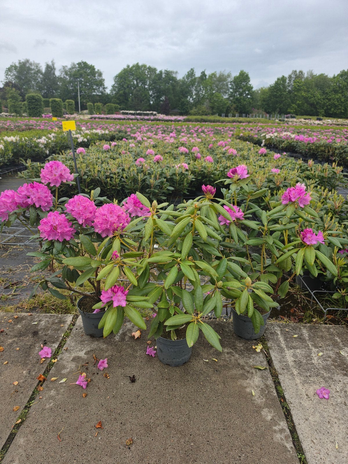 Partij 25 Stuks Rhododendron Roseum Elegans 50/60 cm 5L, Tuin en Terras, Planten | Struiken en Hagen, Ophalen, Rhododendron, Struik