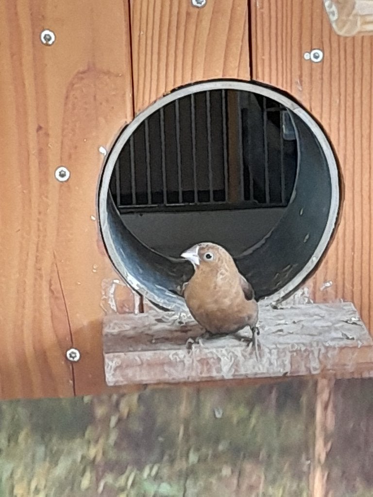 Zilverbekjes (man), Dieren en Toebehoren, Mannelijk, Tropenvogel, Geringd