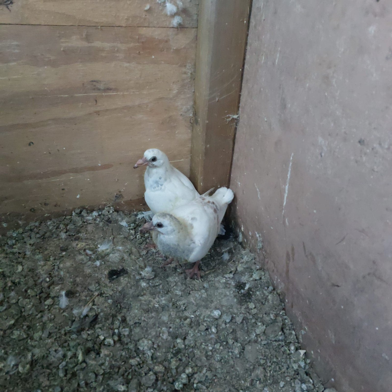 4 jonge postduiven, Dieren en Toebehoren, Vogels | Duiven, Meerdere dieren, Postduif