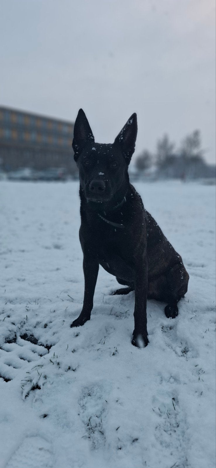 hollandse herder reu te koop, Dieren en Toebehoren, Honden | Herdershonden en Veedrijvers, Reu, Parvo, Eén hond, 3 tot 5 jaar