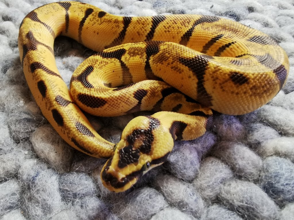1.0 Super Enchi Pastel Koningspython Ball Python photo 6