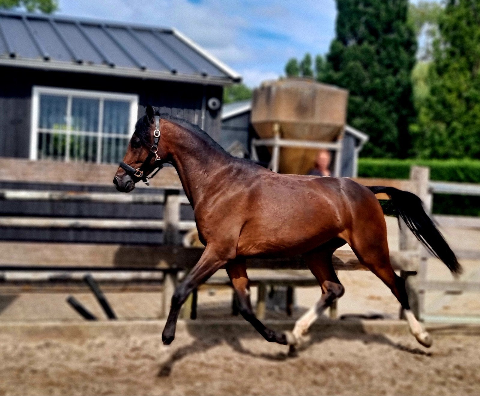 Knappe grote gereden D pony ruin..!, Dieren en Toebehoren, Ruin, 3 tot 6 jaar