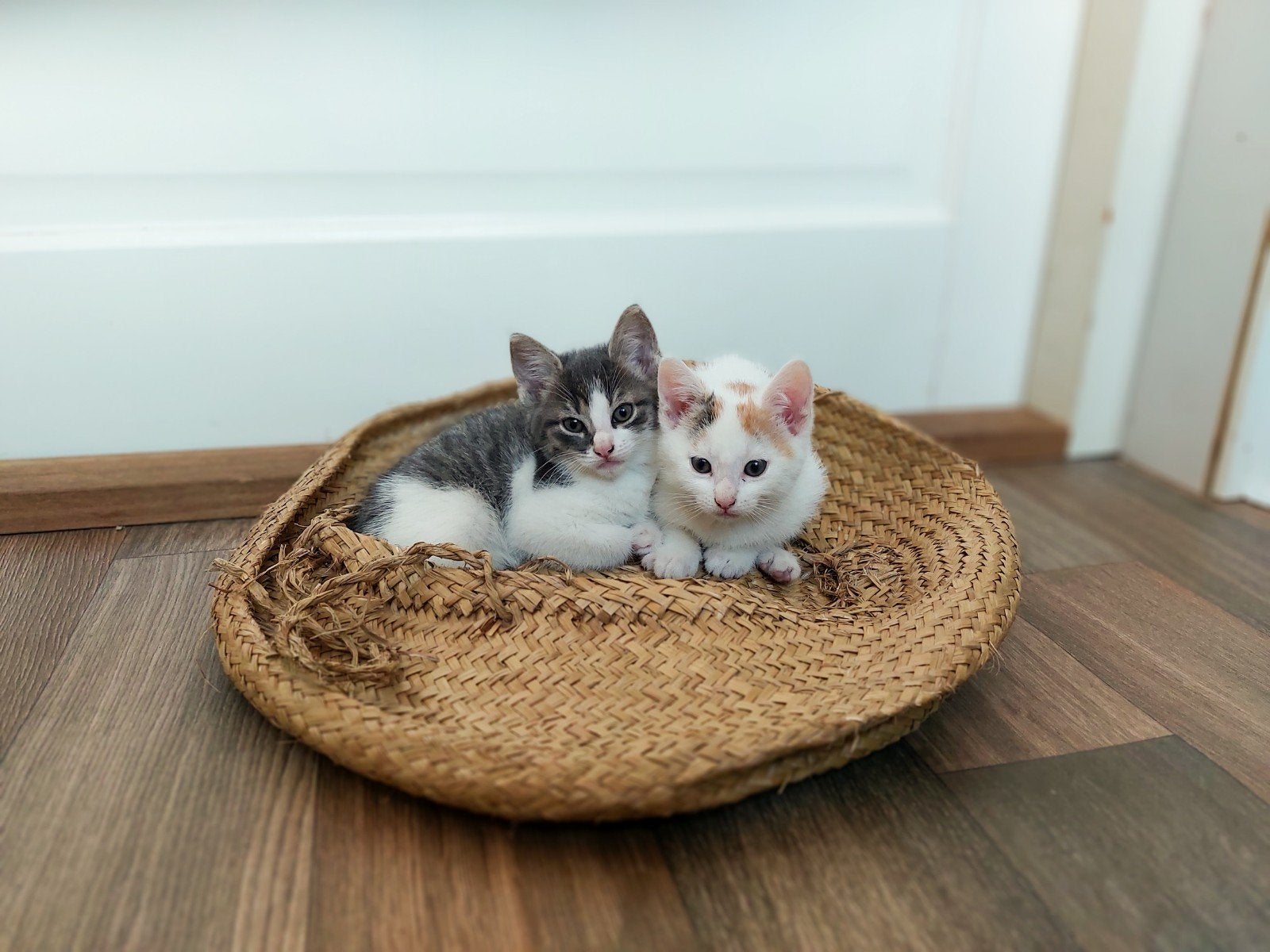 Lieve kittens te koop!, Poes