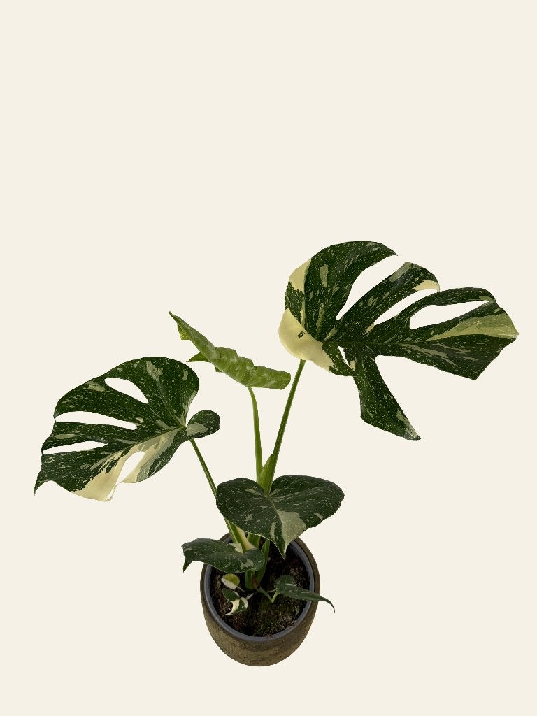 Monstera Thai Constellation p17, Huis en Inrichting, Kamerplanten, Ophalen of Verzenden, In pot, Halfschaduw, Minder dan 100 cm