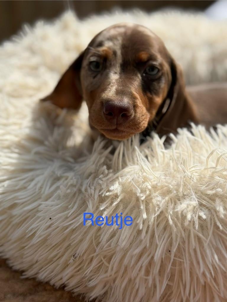 Lieve dwergteckel pups zoeken gouden mandje, 8 tot 15 weken, Korthaar, Dwerg, Meerdere