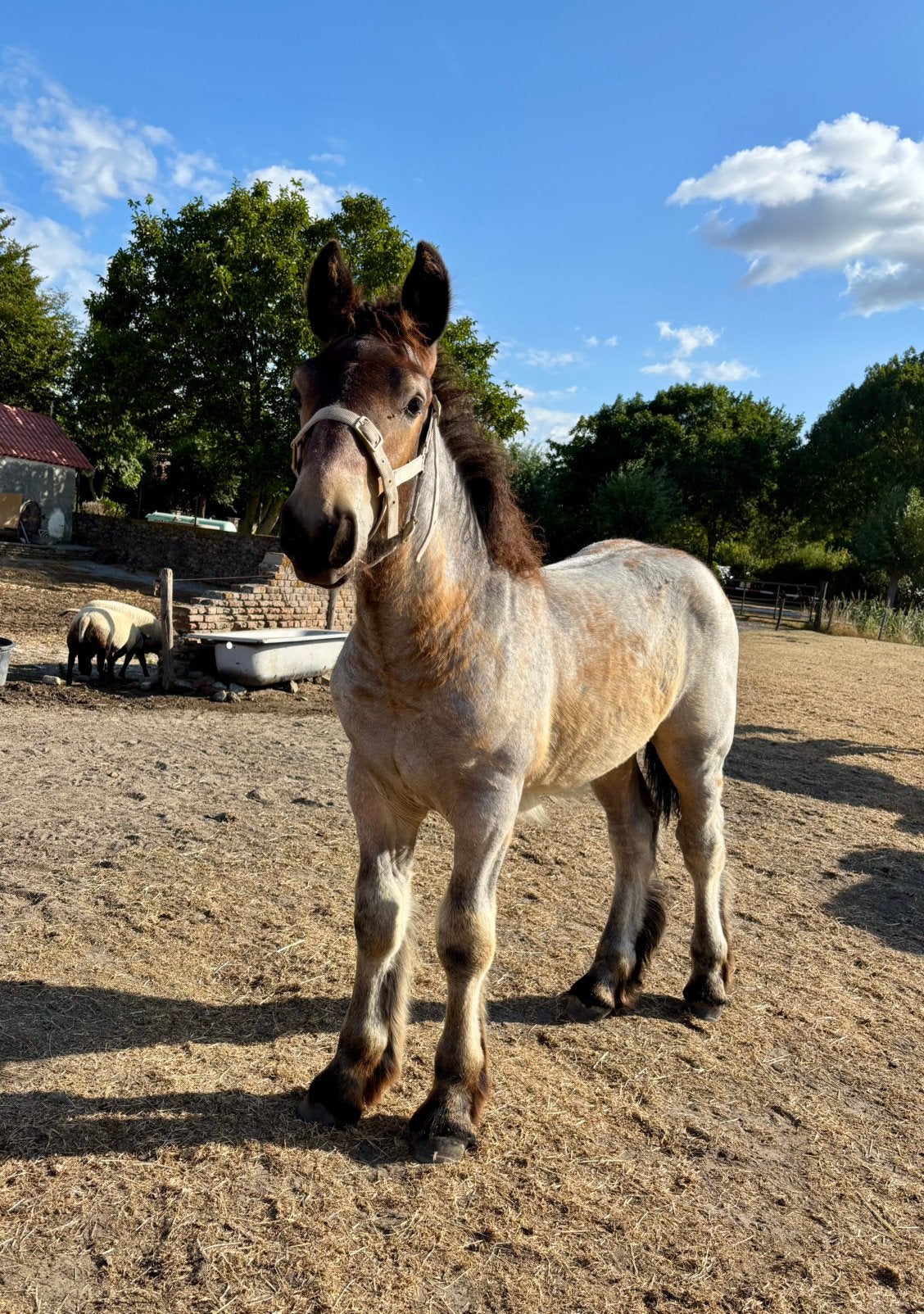 Trekpaard hengst veulen, Dieren en Toebehoren, Paarden, Hengst, Niet van toepassing, Minder dan 160 cm, 0 tot 2 jaar