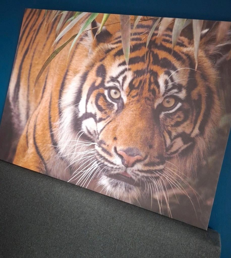 Canvas schilderij tijger 58 x 78 cm, 50 tot 75 cm, Ophalen of Verzenden, 75 tot 100 cm, Print