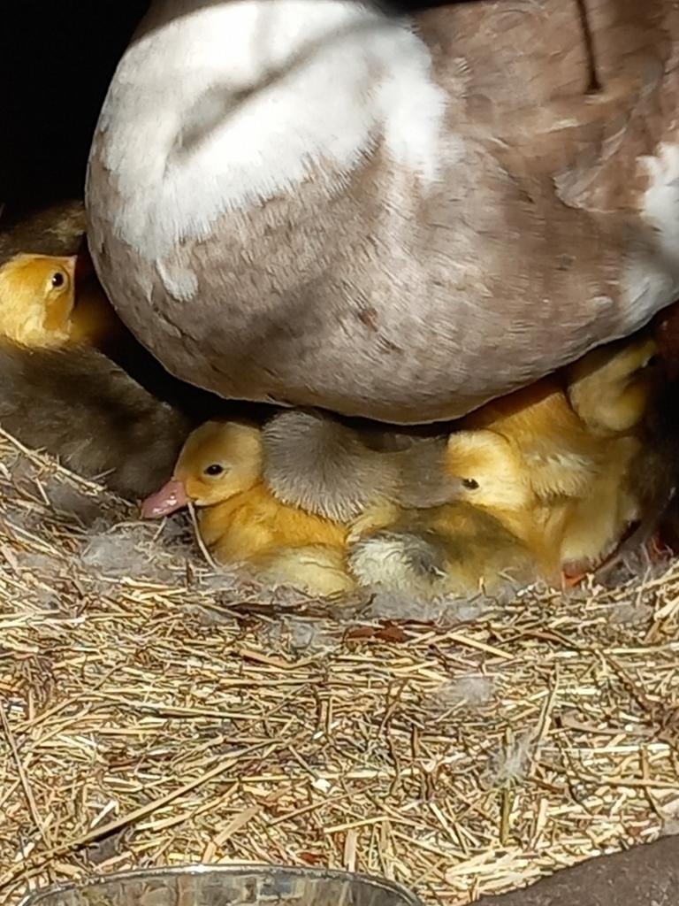 Fleseend loopeend kuikens kuikentjes, Dieren en Toebehoren, Geslacht onbekend