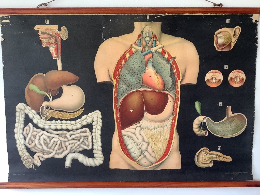 Schoolplaat menselijke ingewanden, Antiek en Kunst, Ophalen of Verzenden, Natuur en Biologie