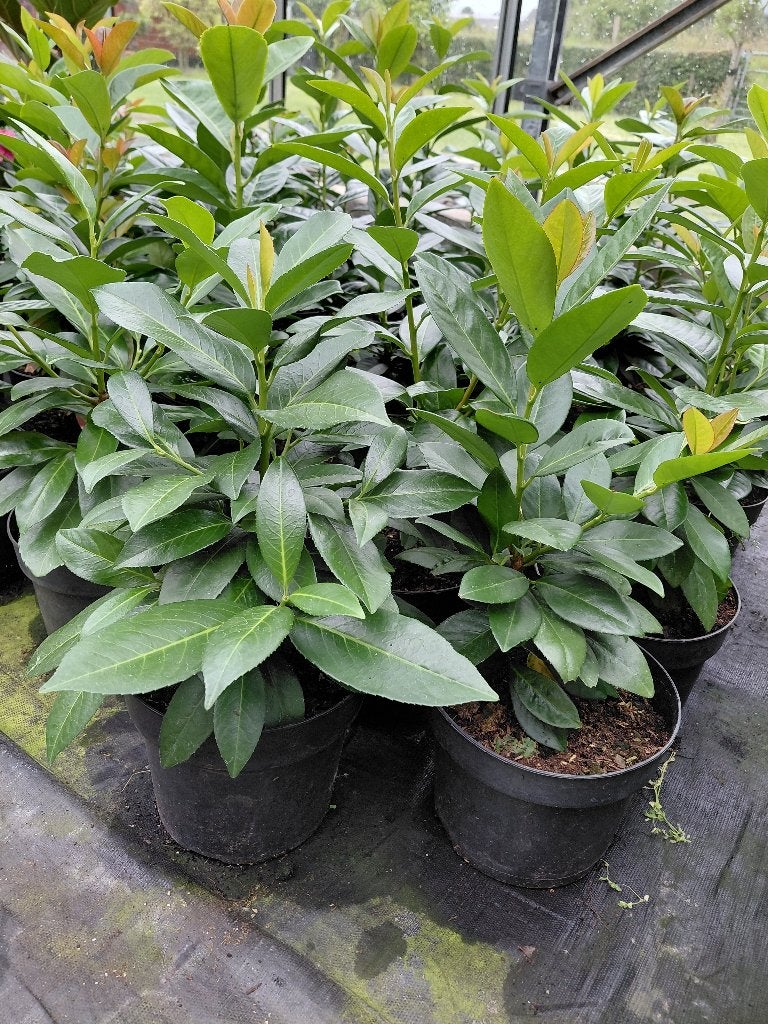Prunus kleopatra, Ophalen, Halfschaduw, Overige soorten, Lente