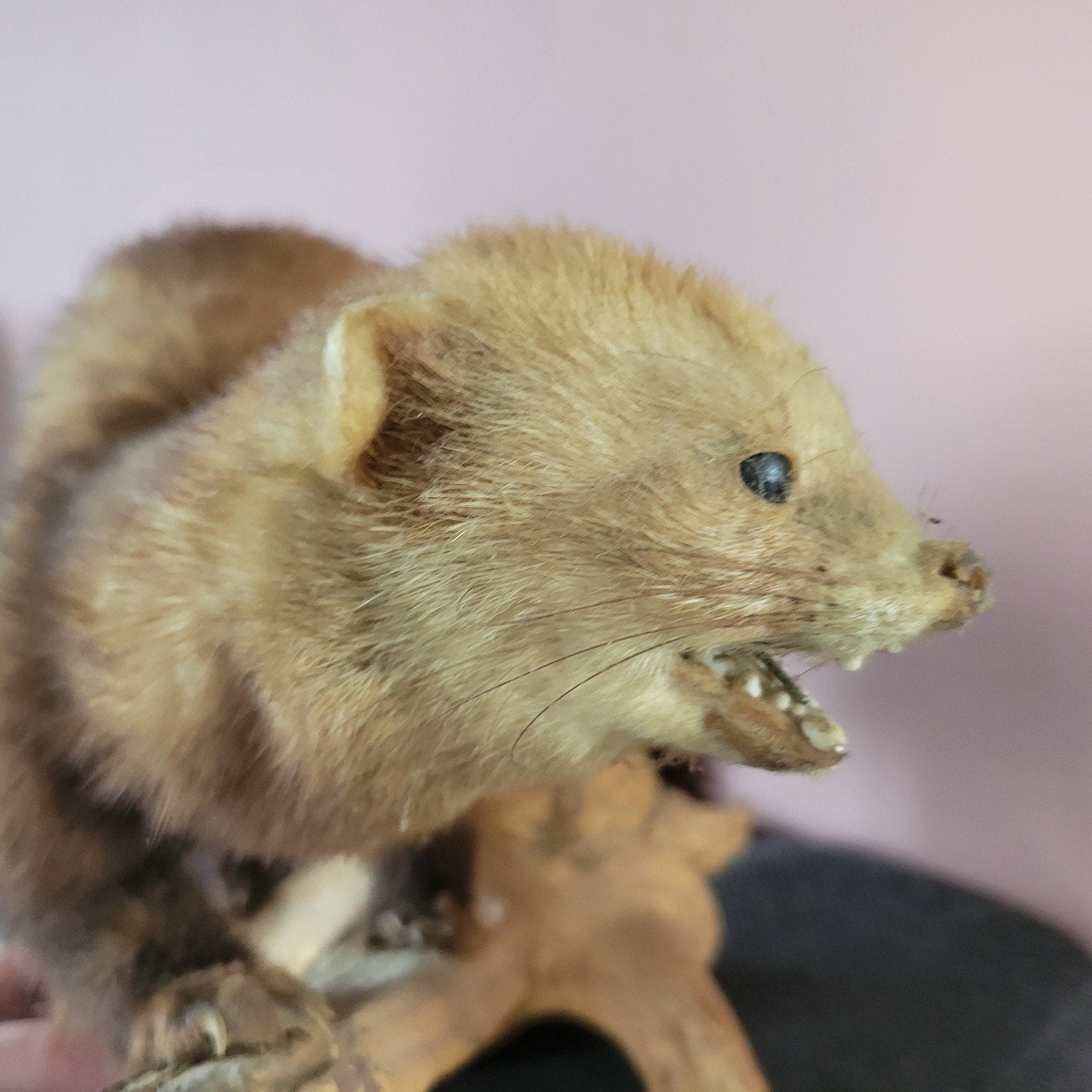 Opgezette Steenmarter op Houten Stam, Verzamelen, Dierenverzamelingen, Ophalen, Gebruikt, Wild dier, Opgezet dier