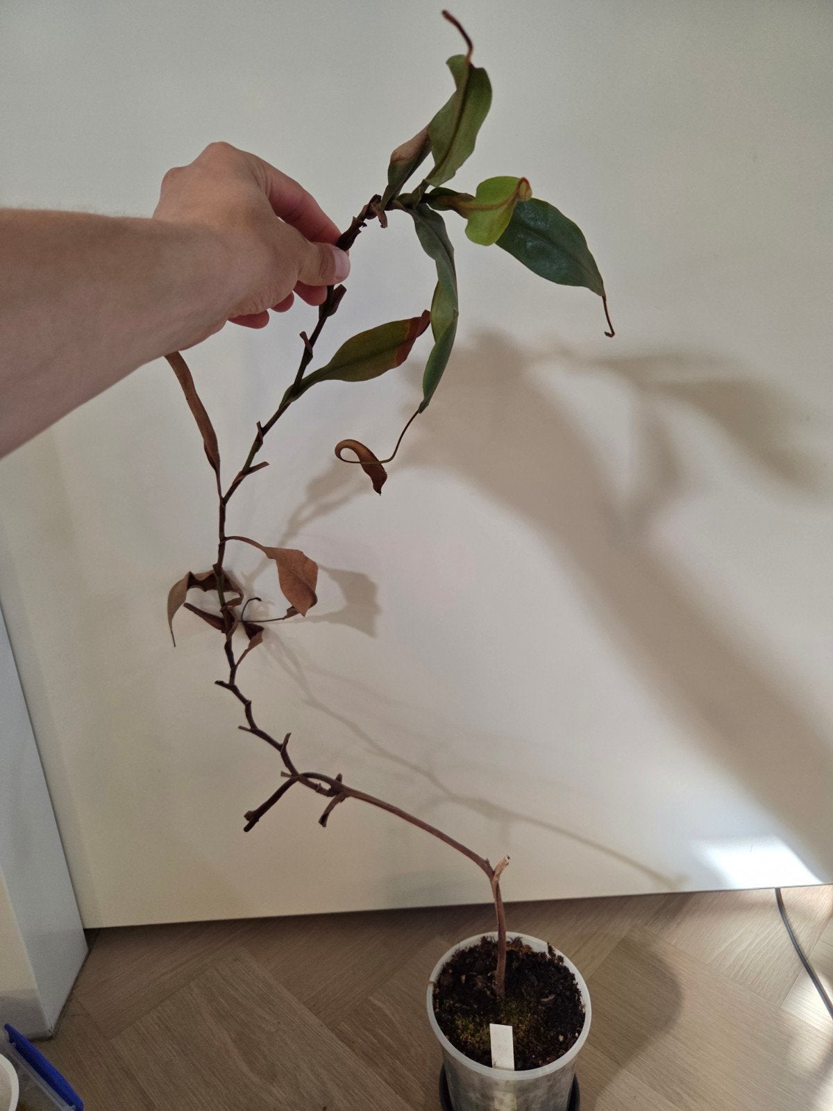 Nepenthes platychila - male, Ophalen, Halfschaduw, Minder dan 100 cm