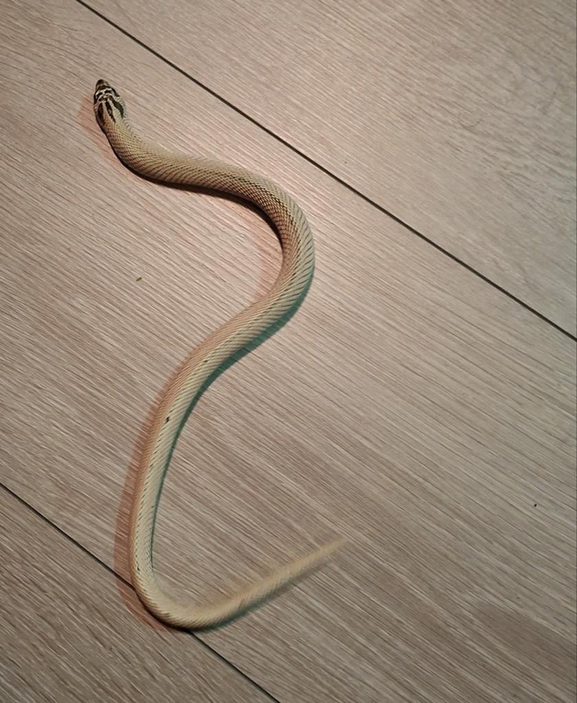 Hognose axhantic superconda Hognose Snake - female for sale from T
