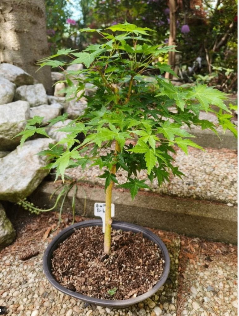Bonsai Acer Palmatum Bi-hoo, Vaste plant, Bloeit niet, Halfschaduw, Ophalen
