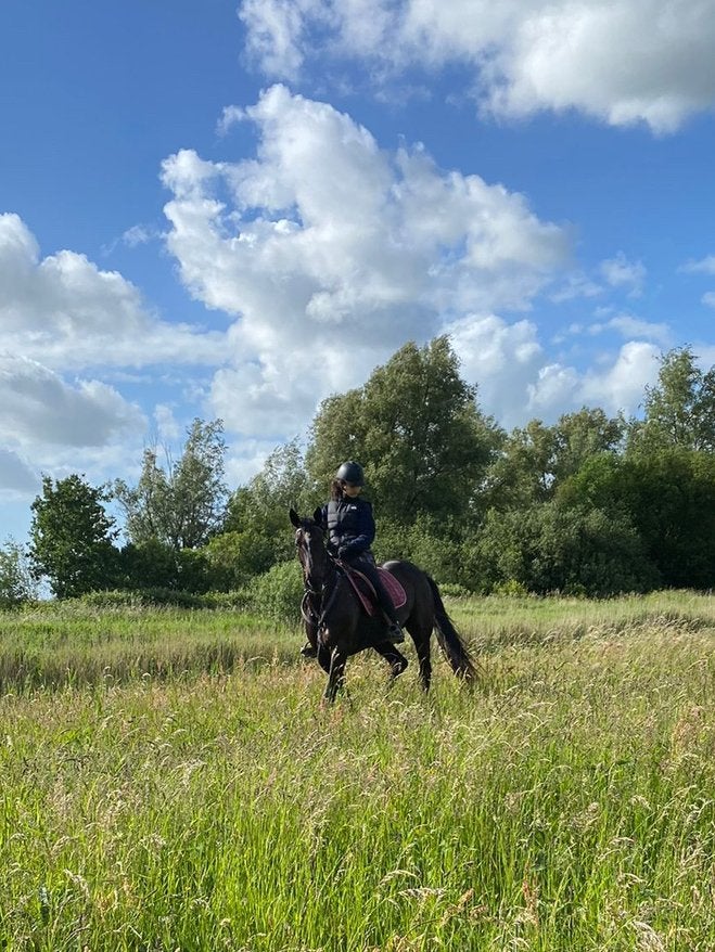 Paard gezocht voor bruikleen/op verplaatsing, Ophalen of Verzenden